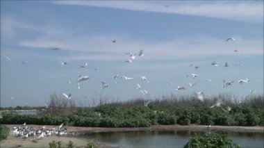 Deniz kıyısı üzerinde oturan martılar