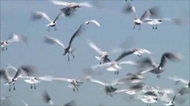 gökyüzüne karşı uçan martı