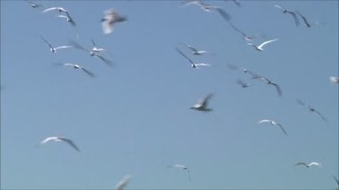 gökyüzüne karşı uçan martı