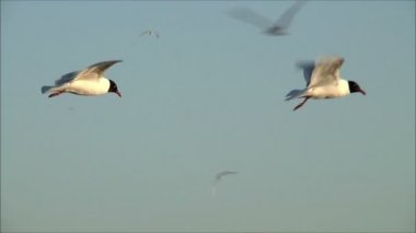 gökyüzüne karşı uçan martı