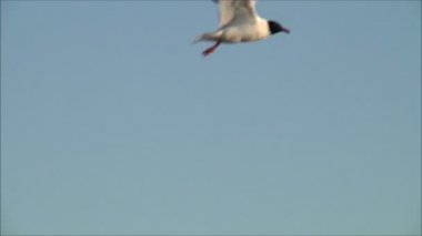 gökyüzüne karşı uçan martı