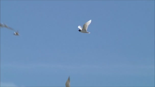 Gaviotas volando contra el cielo — Vídeos de Stock