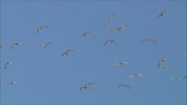 Gulls flying against the sky — Stock Video