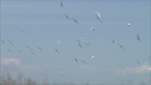 Möwen fliegen gegen den Himmel — Stockvideo