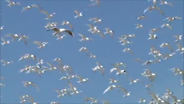 Gaviotas volando contra el cielo — Vídeo de stock