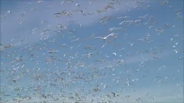 Gulls flying against the sky — Stock Video