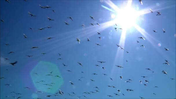 Aves volando en el aire — Vídeo de stock