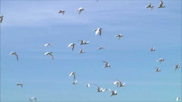 海鸥飞在天空 — 图库视频影像