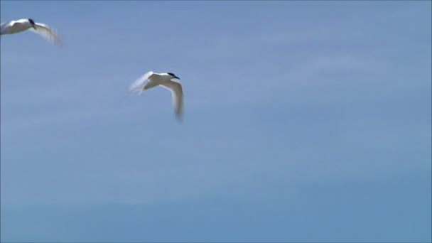 Gulls flying against the sky — Stock Video