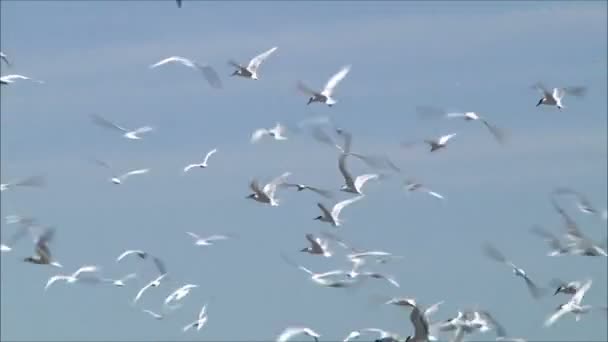 Mew latających z nieba — Wideo stockowe