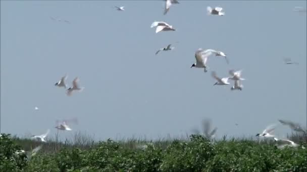Чайки кружат над гнездами — стоковое видео