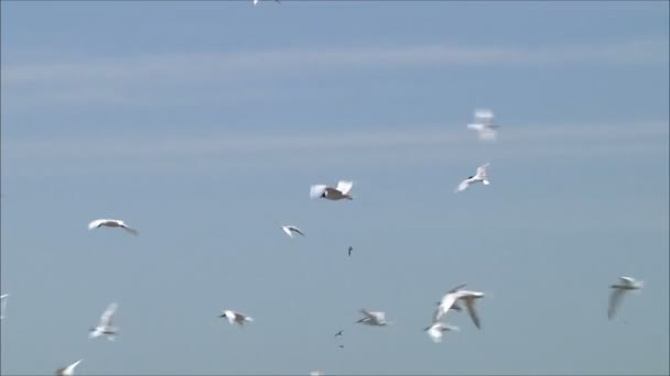 Måsar flyger mot himlen — Stockvideo