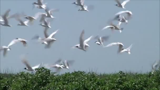 Seagulls circling over nests — Stock Video