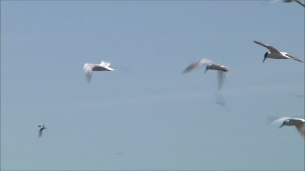 Måsar flyger mot himlen — Stockvideo