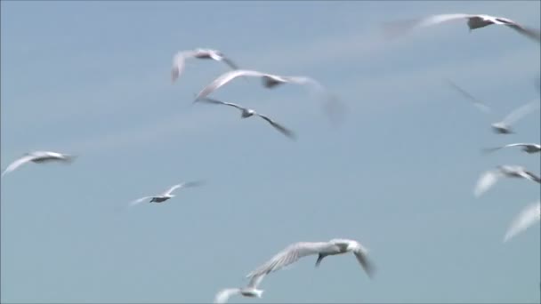 Gaviotas volando contra el cielo — Vídeo de stock