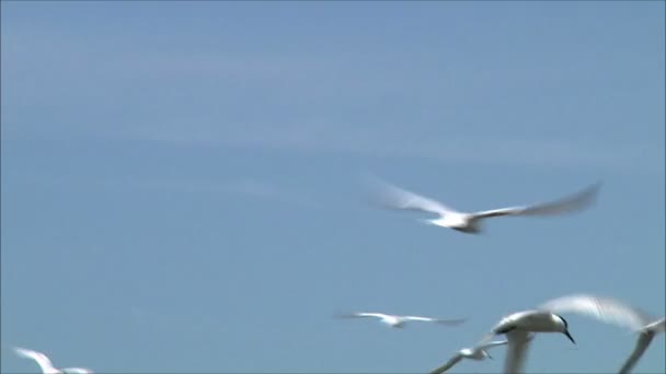 Måsar flyger mot himlen — Stockvideo