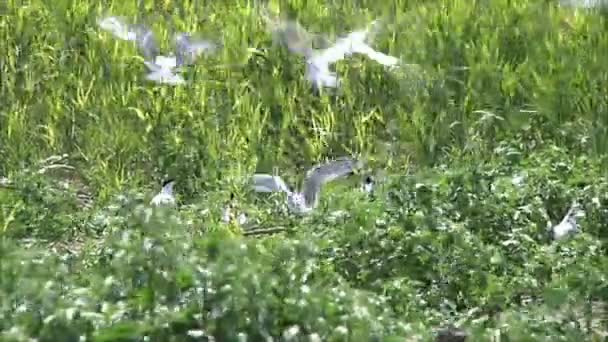 Чайки кружляють над гніздами — стокове відео