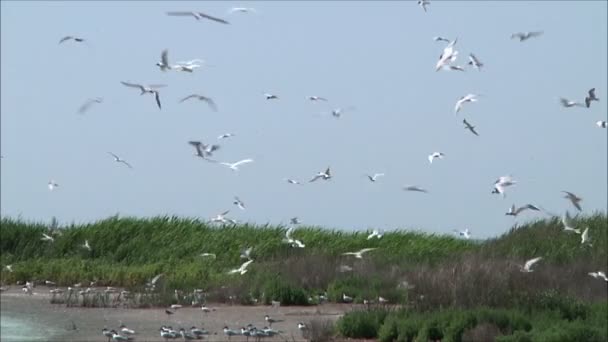 Чайки сидят на берегу моря — стоковое видео