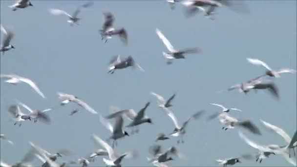 Gulls flying against the sky — Stock Video