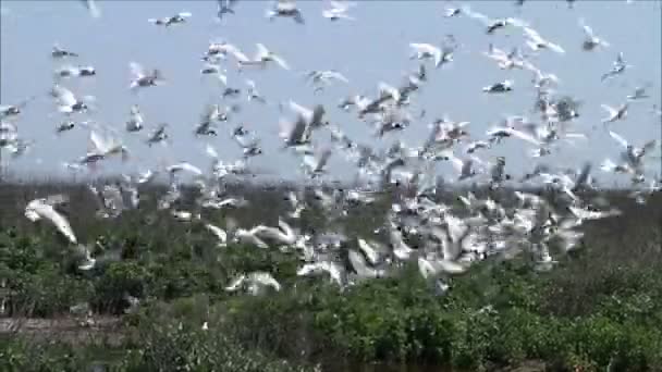 Чайки кружат над гнездами — стоковое видео