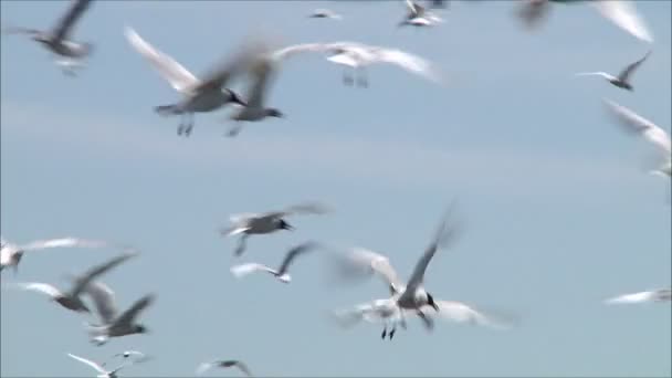 Gulls flying against the sky — Stock Video