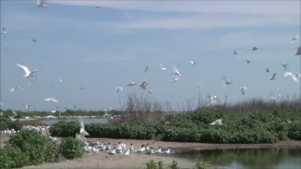 Чайки сидят на берегу моря — стоковое видео