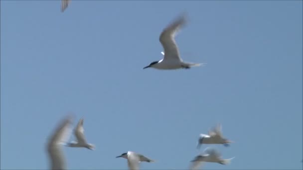 Чайки летят по небу — стоковое видео