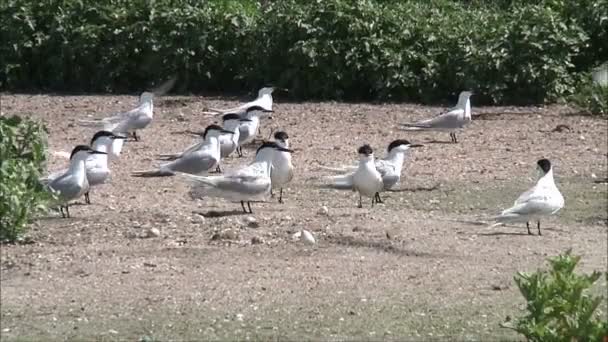 Gulls sitting on the seashore — Stock Video