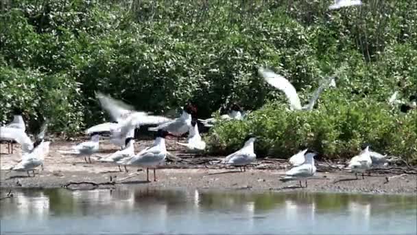 Gabbiani seduti sulla riva del mare — Video Stock