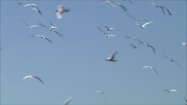 Måsar flyger mot himlen — Stockvideo