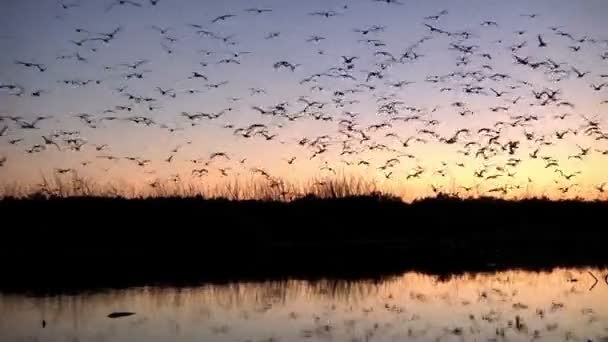 Fåglar som flyger i solnedgång himlen — Stockvideo