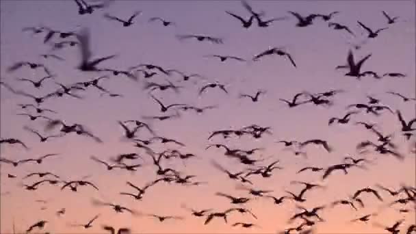 Gökyüzüne karşı uçan martı — Stok video