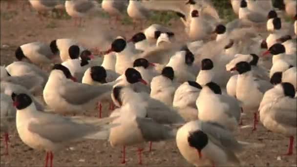 Seagulls cleaning feathers — Stock Video