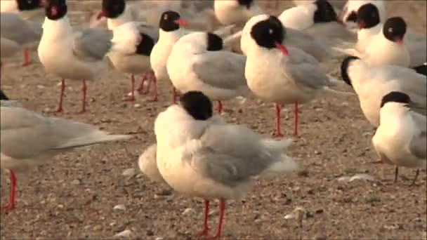 Seagulls cleaning feathers — Stock Video