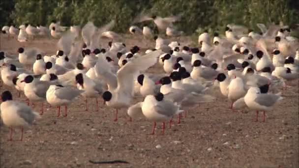 Gabbiani che puliscono piume — Video Stock