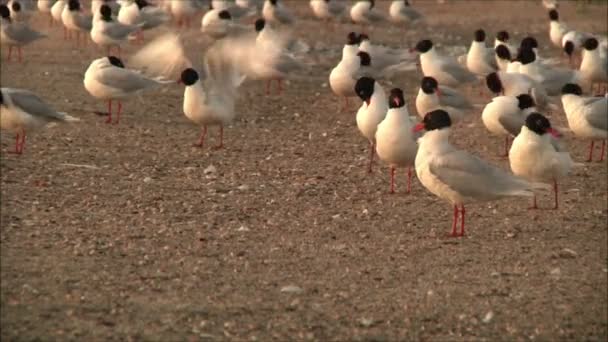 Seagulls cleaning feathers — Stock Video