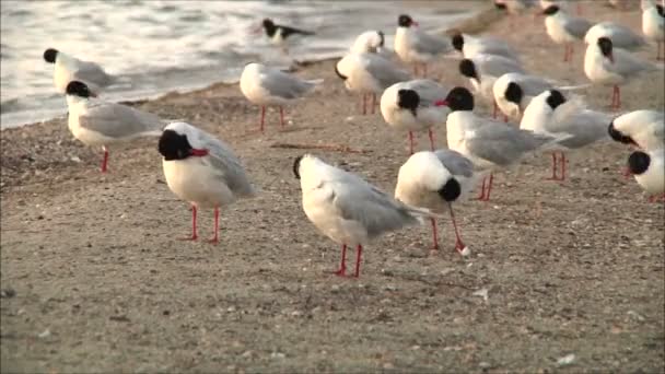 Gaivotas penas de limpeza — Vídeo de Stock