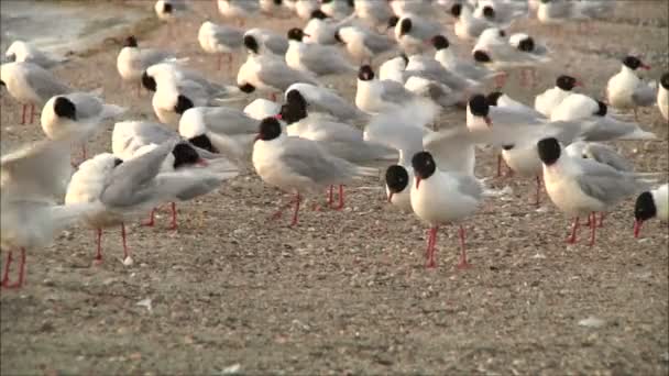 Seagulls cleaning feathers — Stock Video