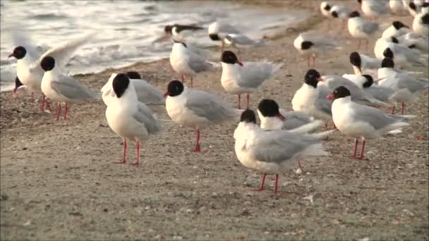 Seagulls cleaning feathers — Stock Video