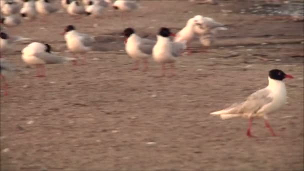 Gaviotas limpieza plumas — Vídeos de Stock