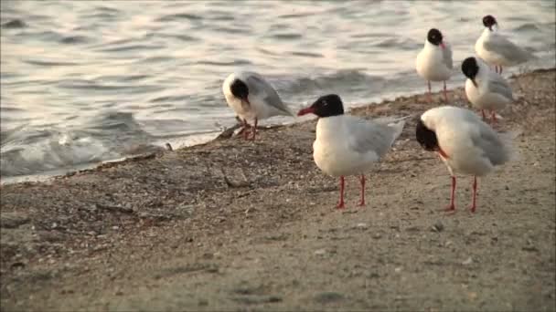 Seagulls cleaning feathers — Stock Video