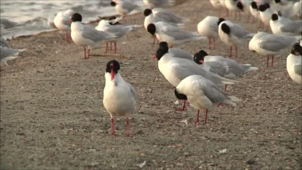 Mouettes nettoyage plumes — Video