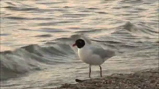 カモメが海の水を飲む — ストック動画