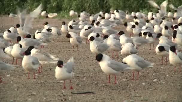 Gabbiani che puliscono piume — Video Stock