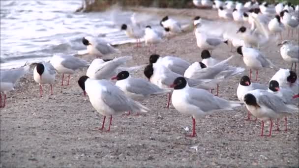 Troupeau de mouettes sur le front de mer — Video