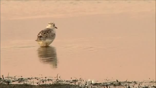 Kleine Möwe schwimmt auf See — Stockvideo