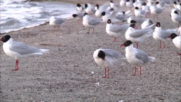 Rebanho de gaivotas à beira-mar — Vídeo de Stock