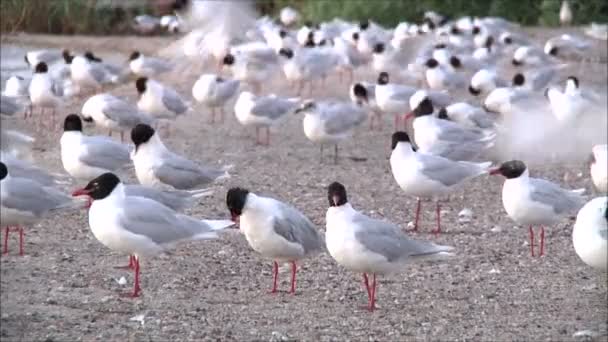Flock a sirályok, a vízparton — Stock videók