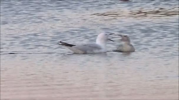 Маленькая чайка плавает в море — стоковое видео