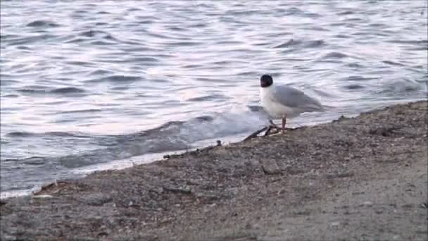 Чайка сидит на пляже — стоковое видео